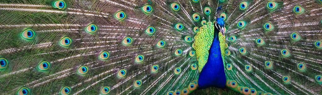 Pfau